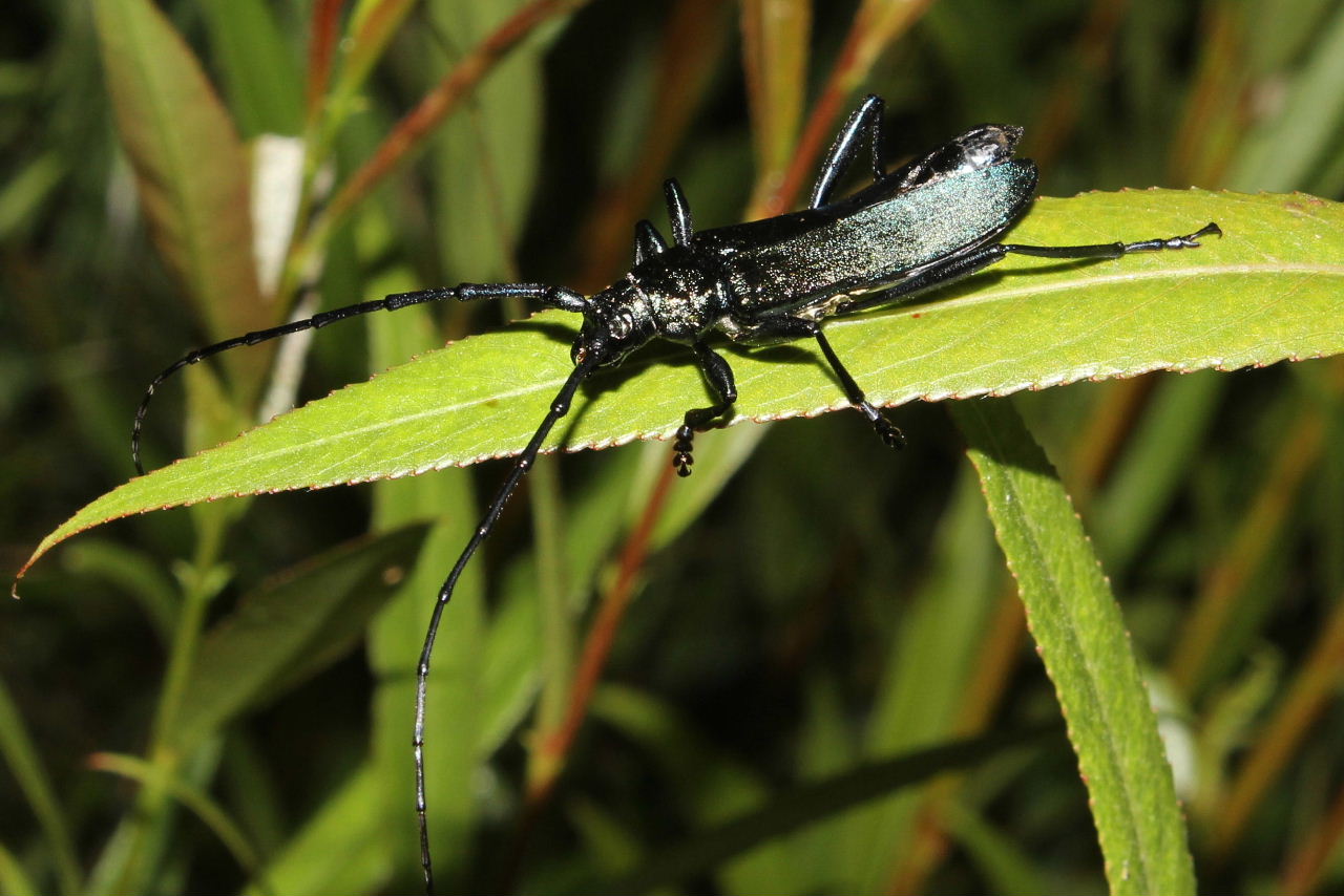 Cerambicide : Aromia moschata